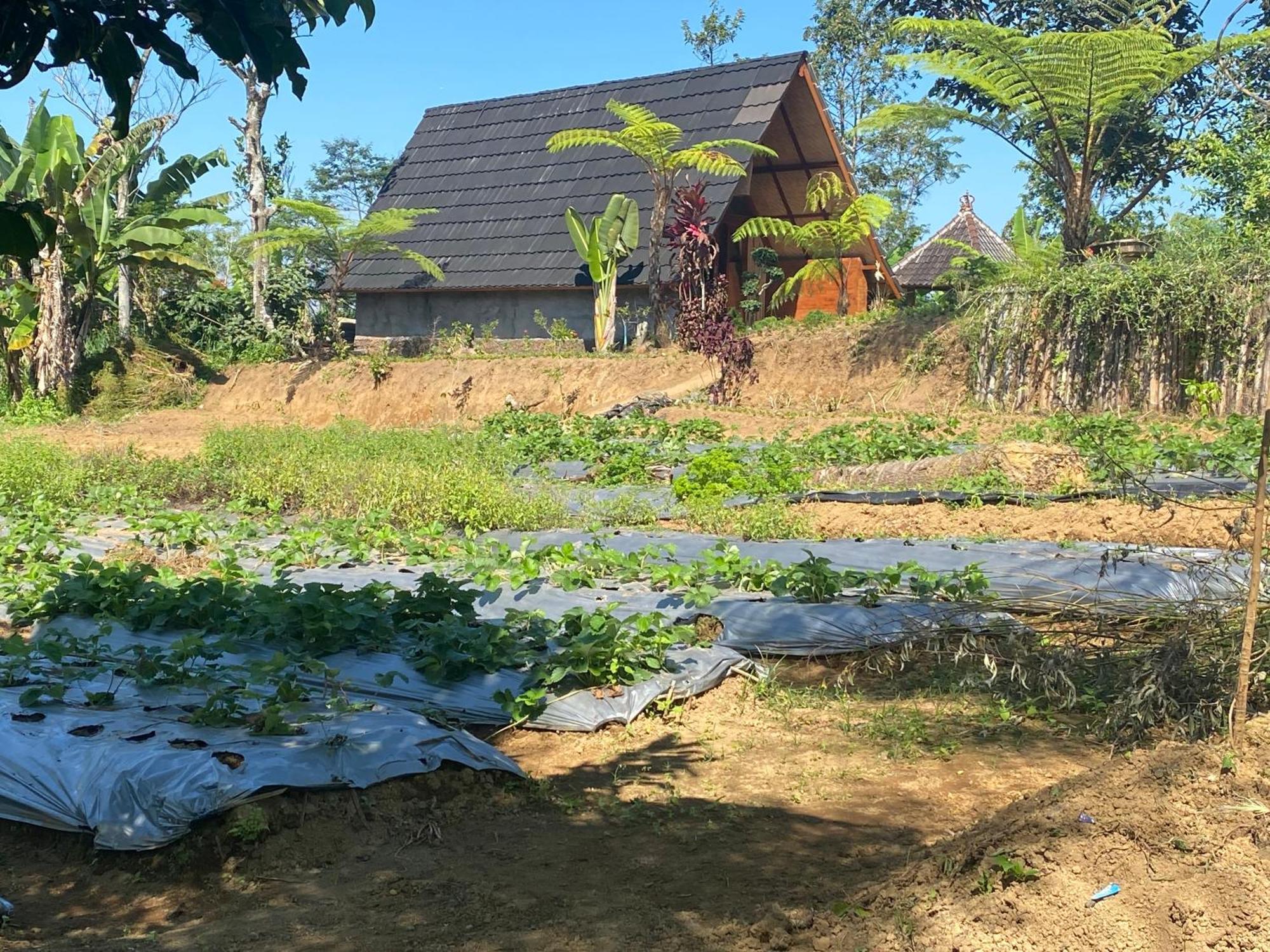 Lembah Cinta Mayungan Baturiti Εξωτερικό φωτογραφία